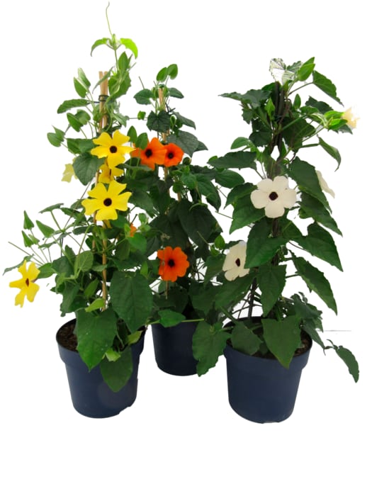 Thunbergia Pyramide „Schwarzäugige Susanne"