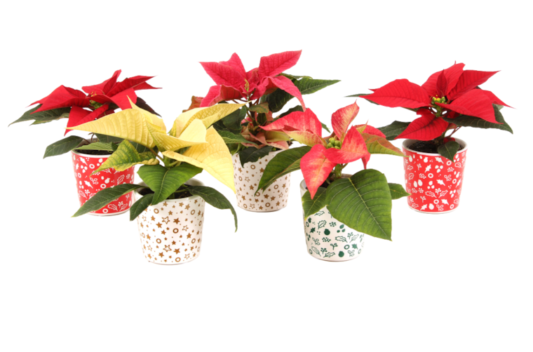 Mini Weihnachtsstern