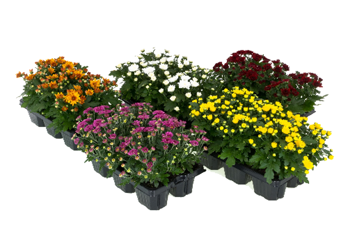 Chrysanthemen oder Lavendel