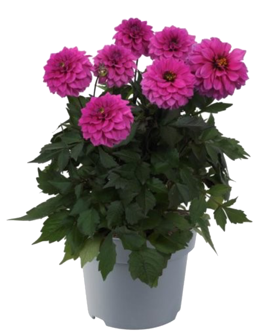 Dahlien oder Campanula Glockenblume