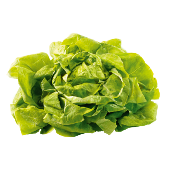 Belgien - Kopfsalat