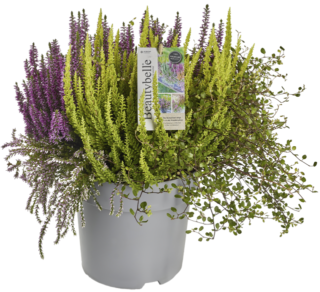¹Besenheide Beauty Ladies, Beauty Belle 