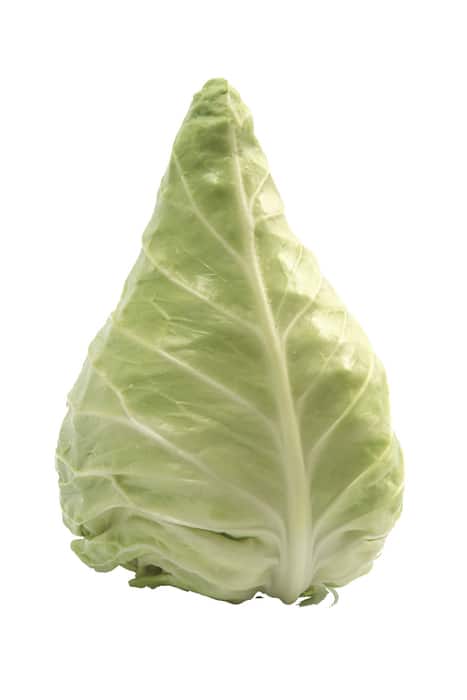 Spitzkraut oder Chinakohl