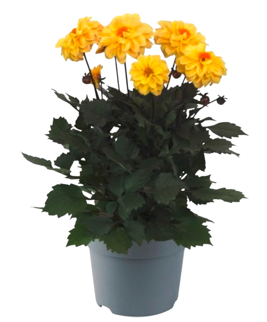 Bauerndahlien