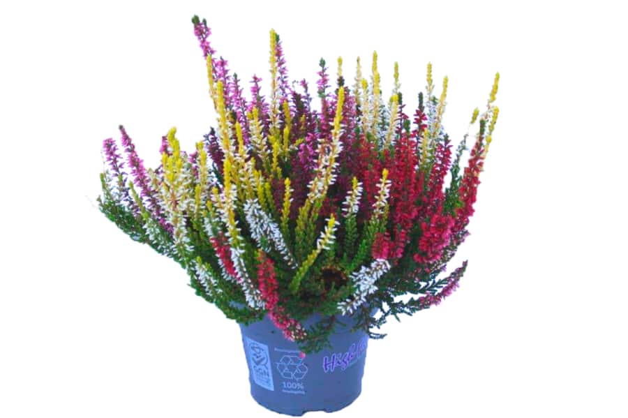 Calluna „Beauty Ladies“
