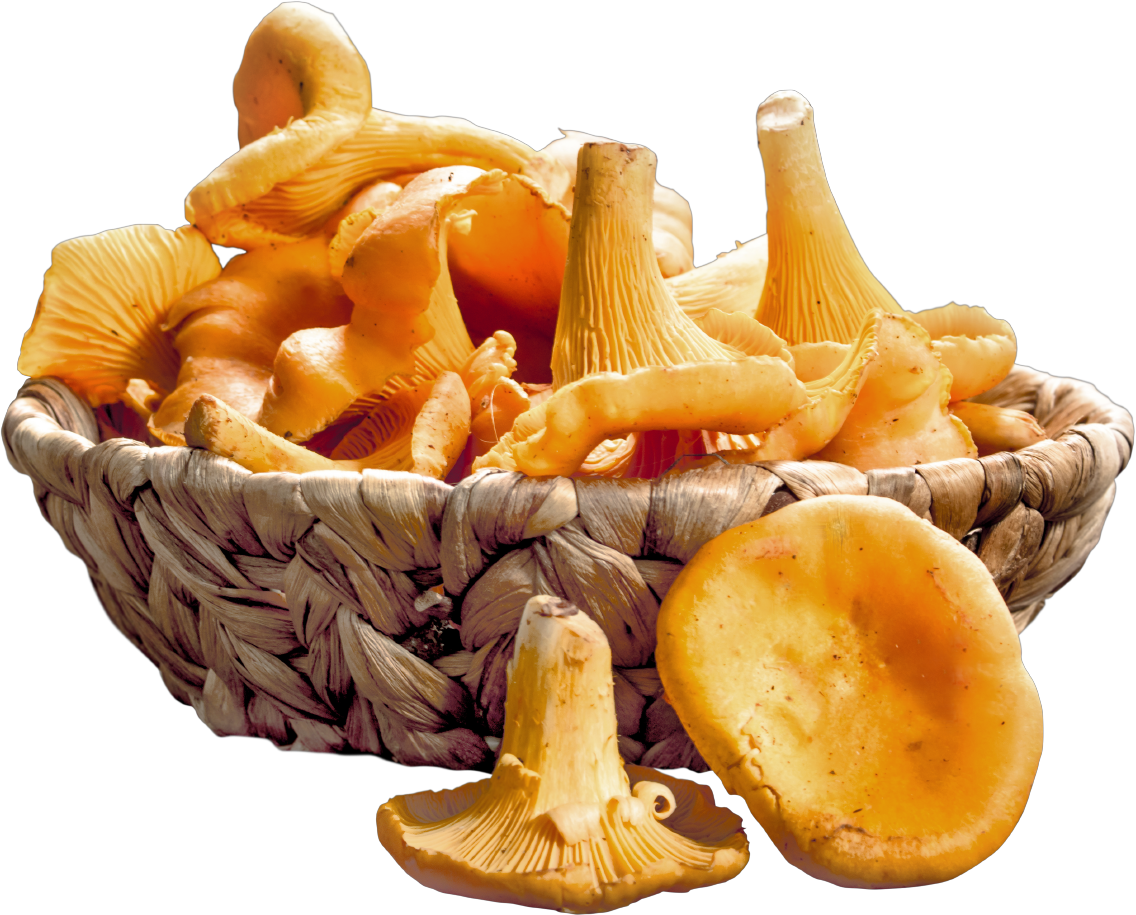 Pfifferlinge