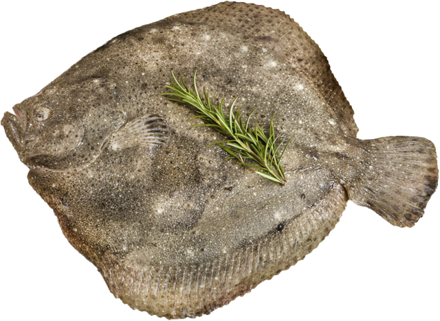 Ab Donnerstag erhältlich: Steinbutt 