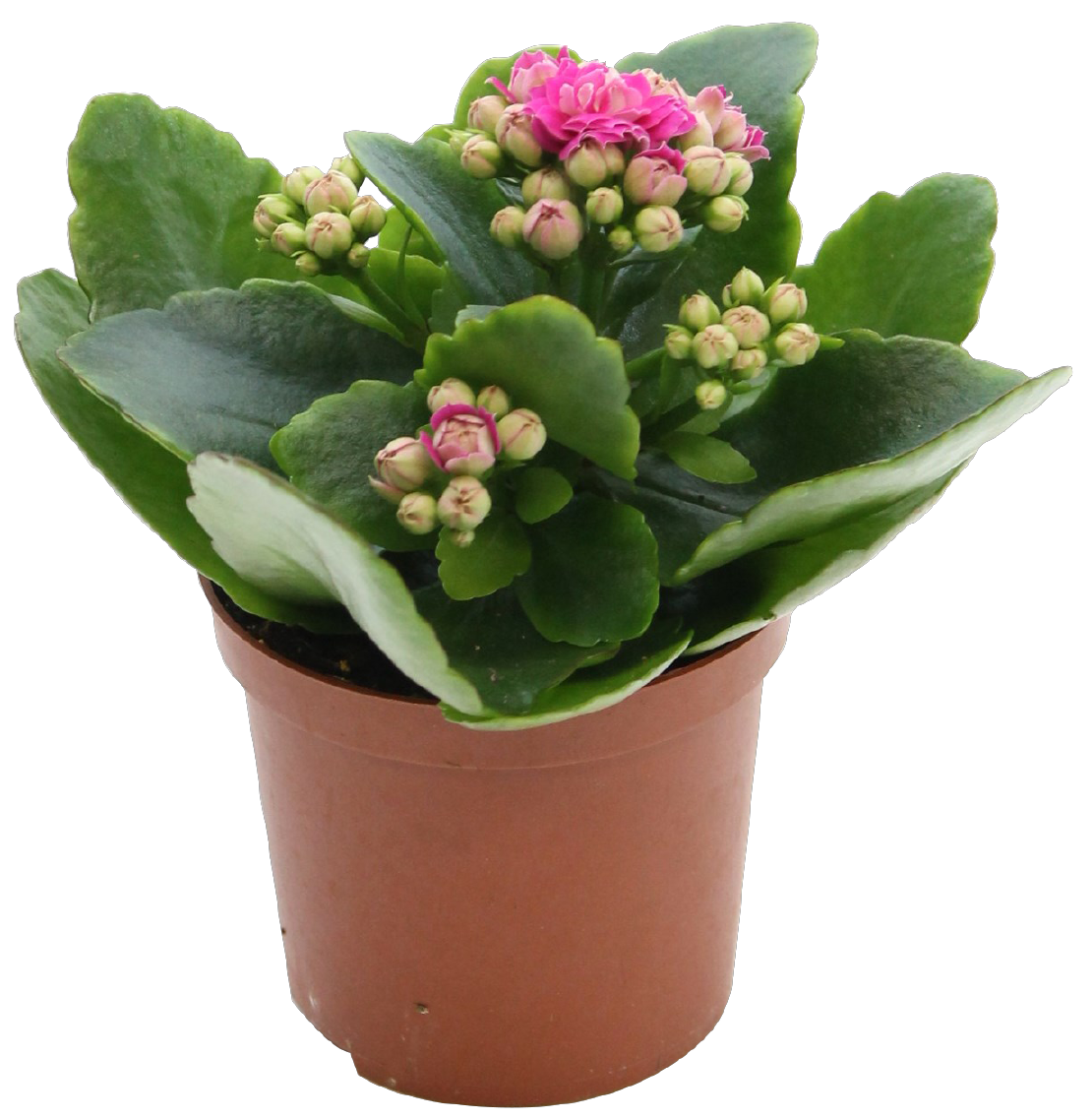 Kalanchoe oder Hauswurz
