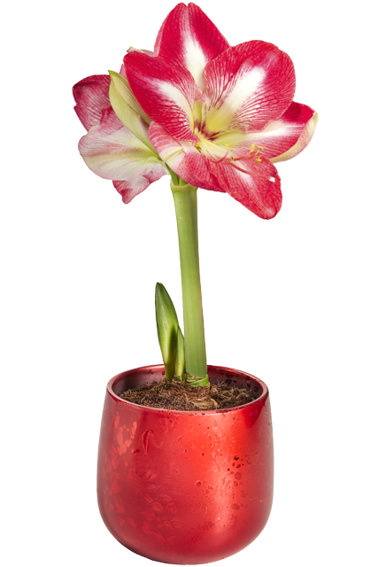 ¹Amaryllis vorgetrieben 