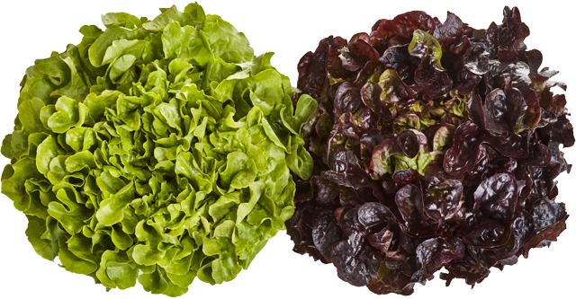 Donnerstag bis Samstag: Unsere Heimat – echt & gut Kraussalat oder Eichblatt rot