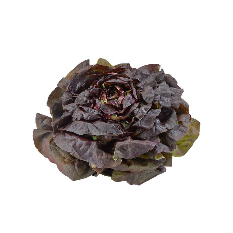 Kopfsalat rot