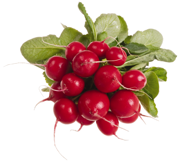 Radieschen