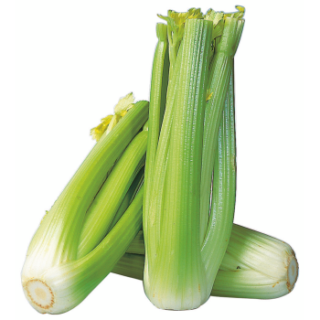 Spanien - Demeter - Bio-Staudensellerie