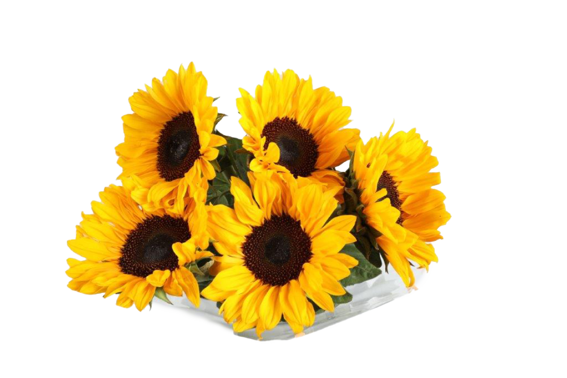 Sonnenblumen oder Rosen