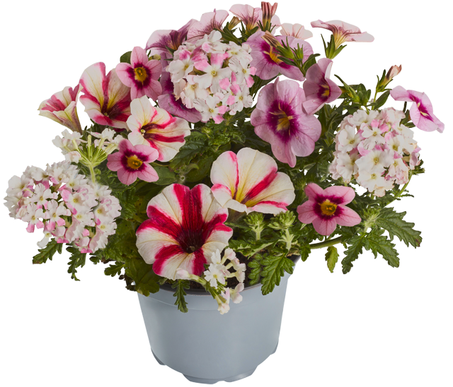 Blühflanzen Trio Mix