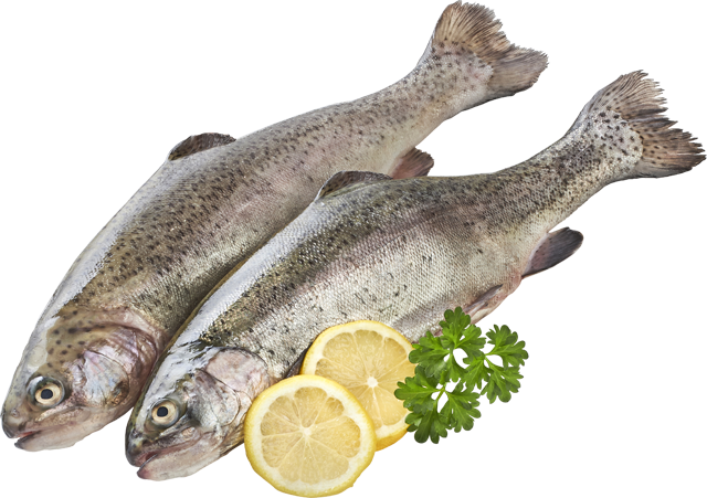 Am Freitag: Regenbogenforellen