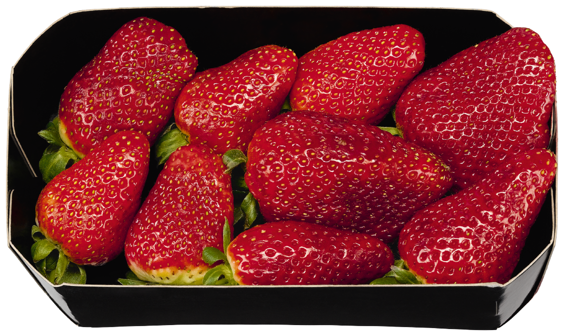 Bio Erdbeeren