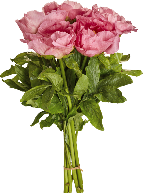 Ab Donnerstag in Märkten mit Blumenabteilung: Pfingstrosenstrauß 