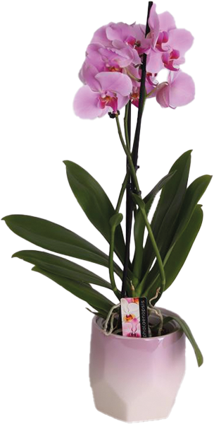 Orchidee Multiflora in Permutkeramik