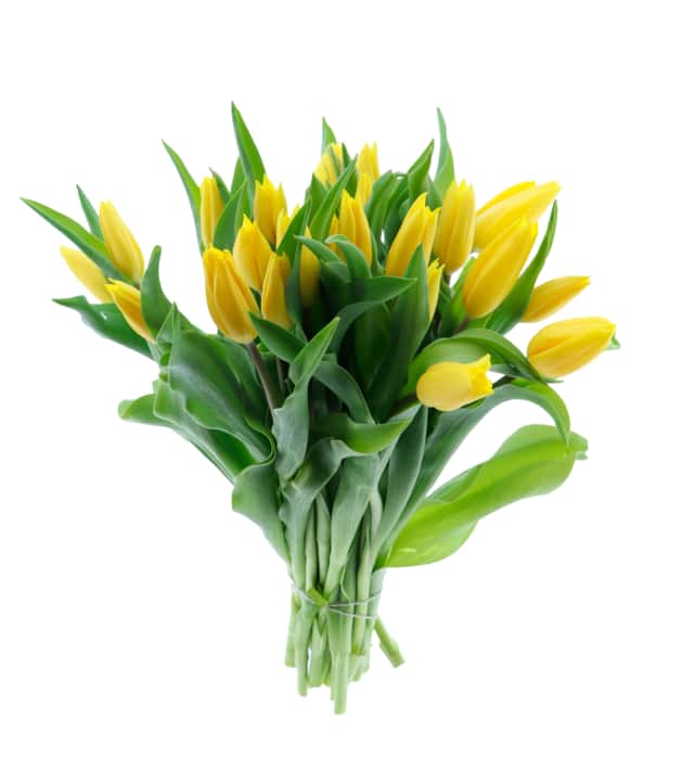 EDEKA Herzstücke Tulpen-Strauß XL