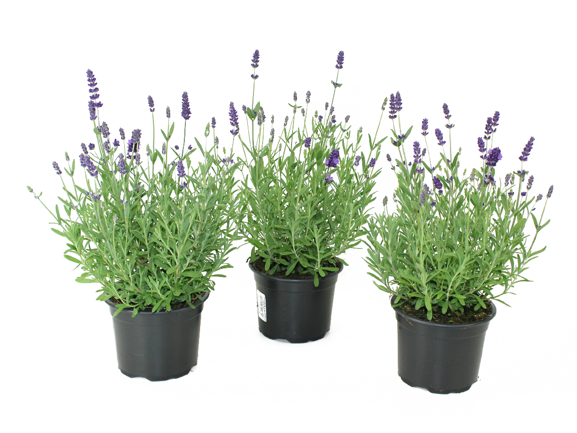 Gartenlavendel oder Fuchsien