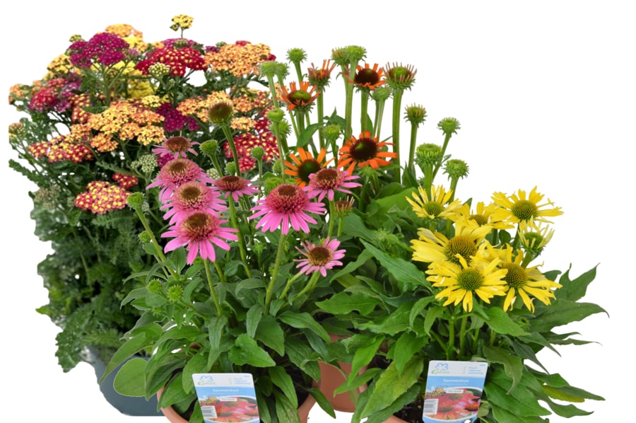 Schafgarbe Trio 3 Farben pro Topf oder Sonnenhut