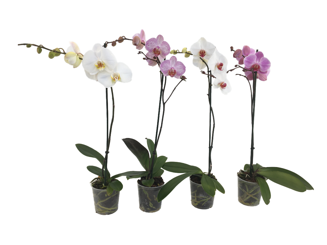 Schmetterlingsorchidee "Phalaenopsis" oder Kleinobst Mix