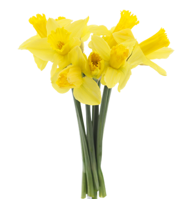 Nur in Märkten mit Blumenabteilung: Englische Narzissen