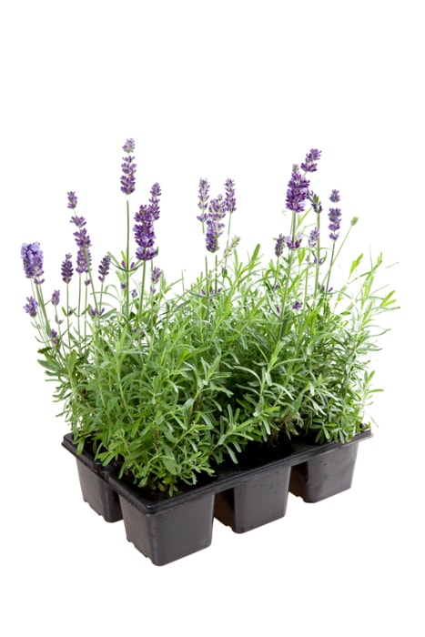 Lavendel angustifolia