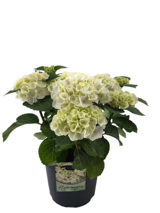 Bauernhortensie