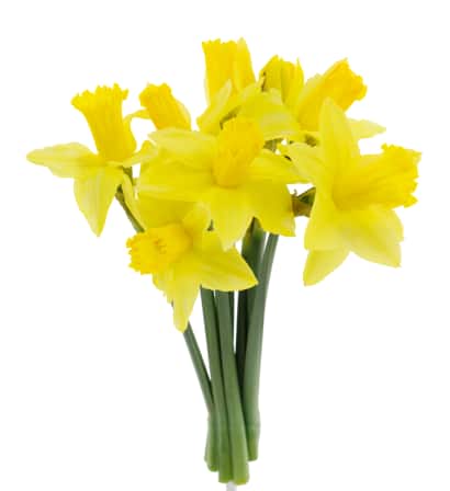 Frühlingshafter Schnitt Englische Narzissen