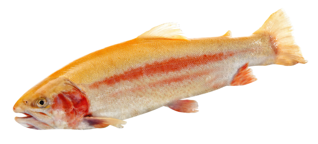 ²Goldforellen 