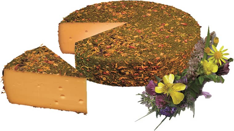 Käse Rebellen Heublumen oder Nuss Rebell