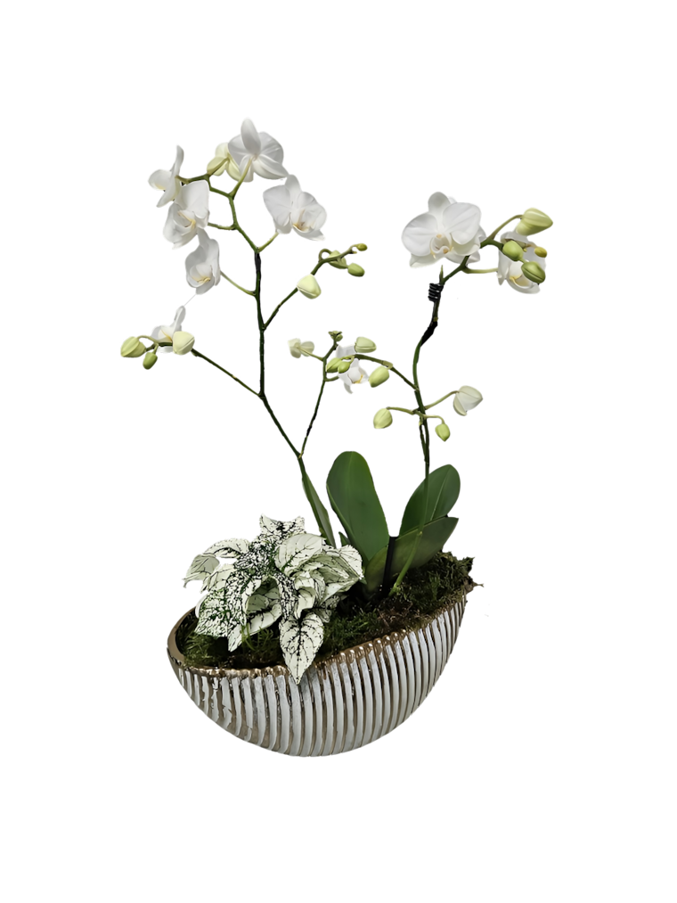 Bepflanzte Keramikschale