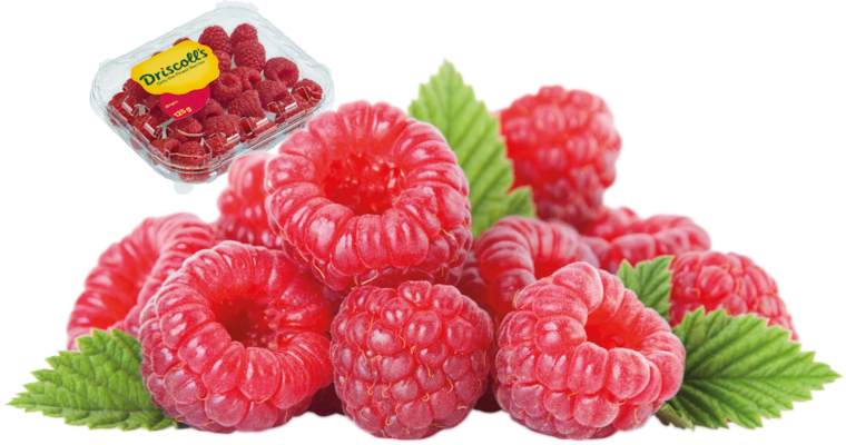 Marokko Driscoll's Himbeeren