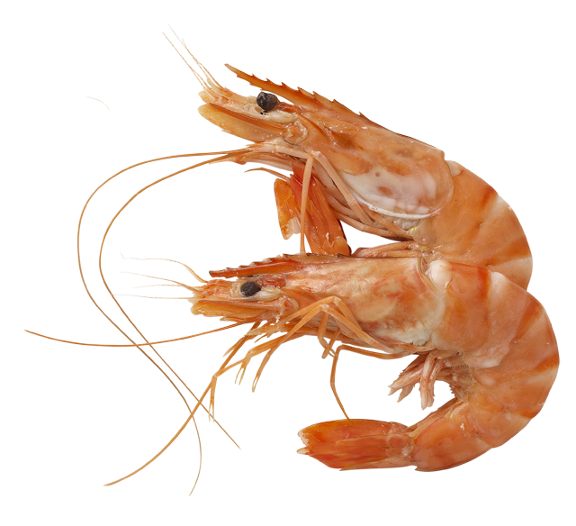 Gebauer‘s Wochenangebot: ¹Crevetten Rosé 60/80er