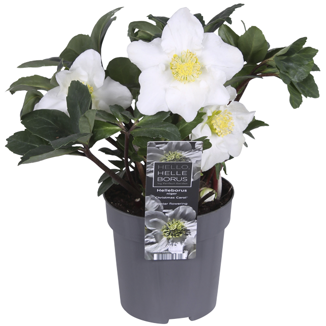 ¹Helleborus Christrose