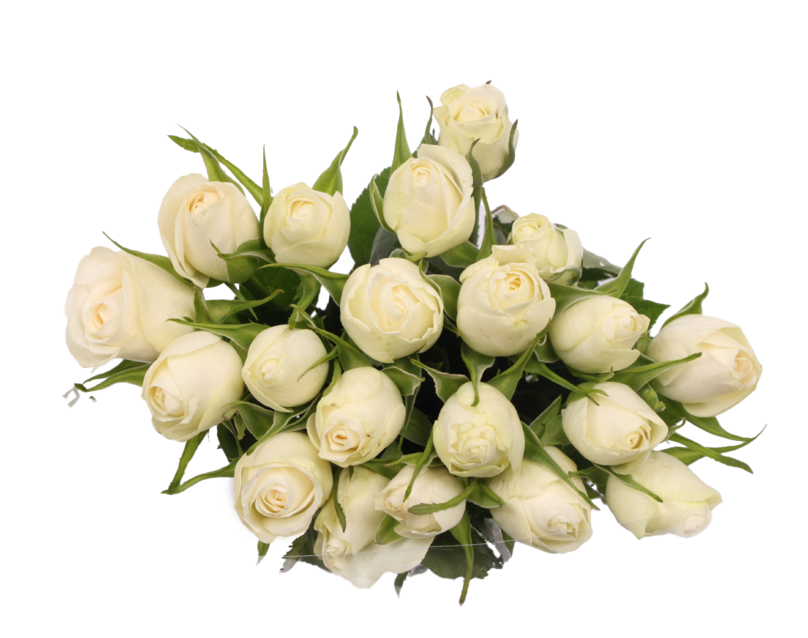 Moosrosen oder Sonnenblumen