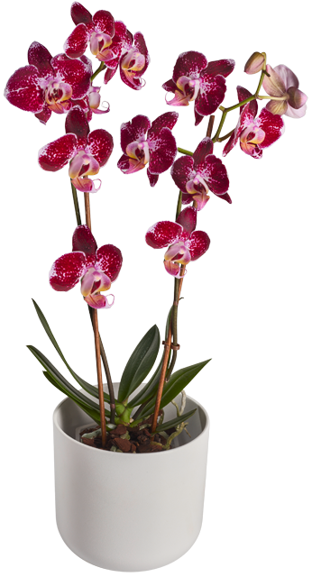 Schmetterlingsorchidee 