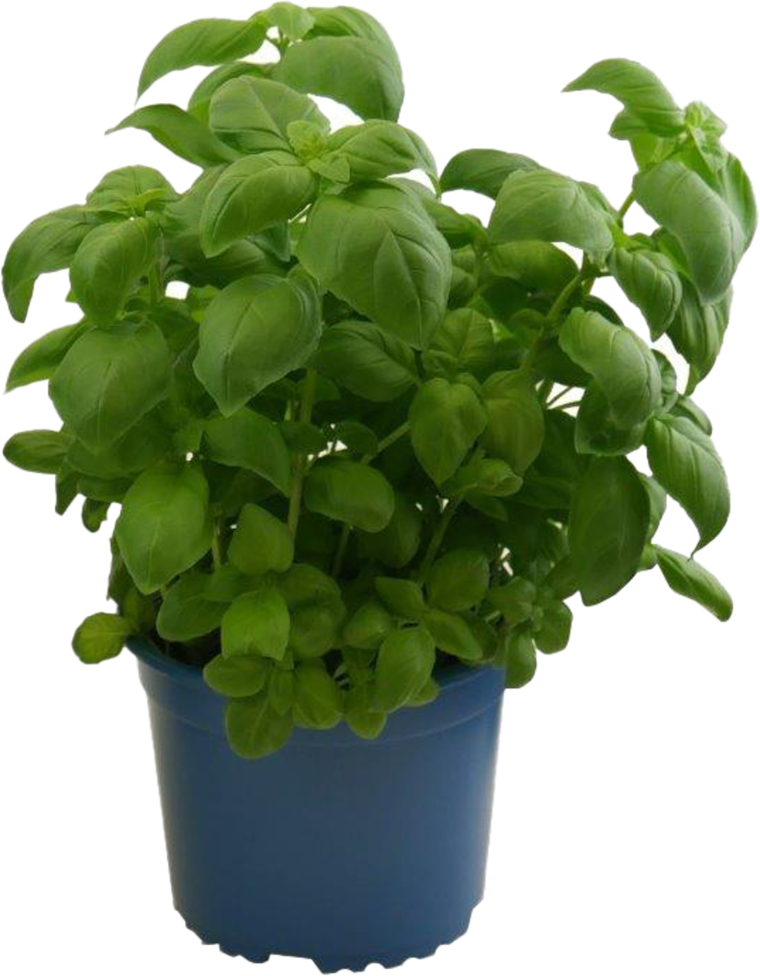 EDEKA Bio Topfkräuter