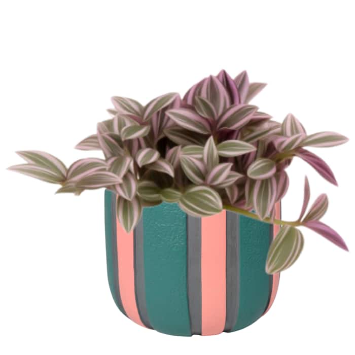 Grünpflanze „Tradescanti unicorn“