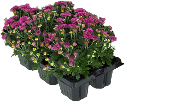 Chrysanthemen
