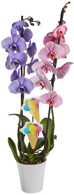 ¹Phalaenopsis Schmetterlingsorchideen