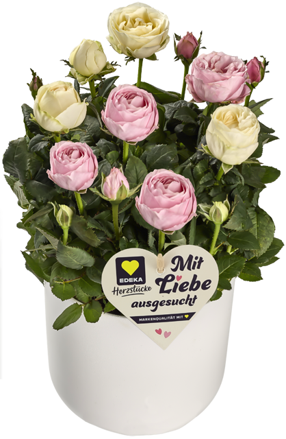 Nur in Märkten mit Blumenabteilung: EDEKA Herzstücke Rosen 