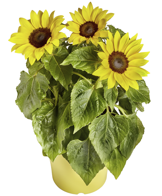 ¹Sonnenblumen