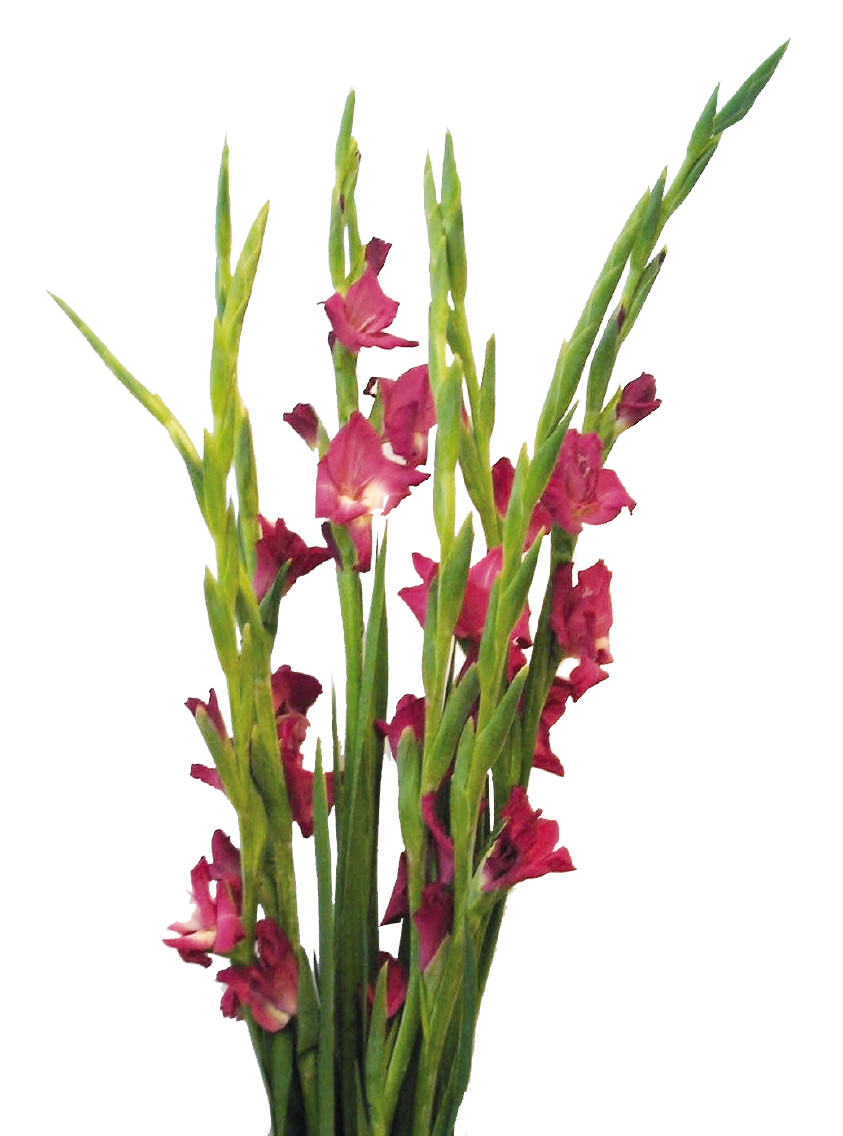 Zwerggladiolen oder Sonnenblumen