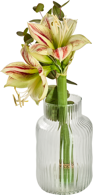 Ab Donnerstag: Amaryllisstrauß