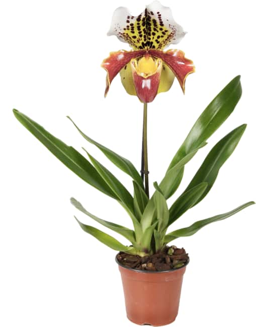 Orchidee Frauenschuh