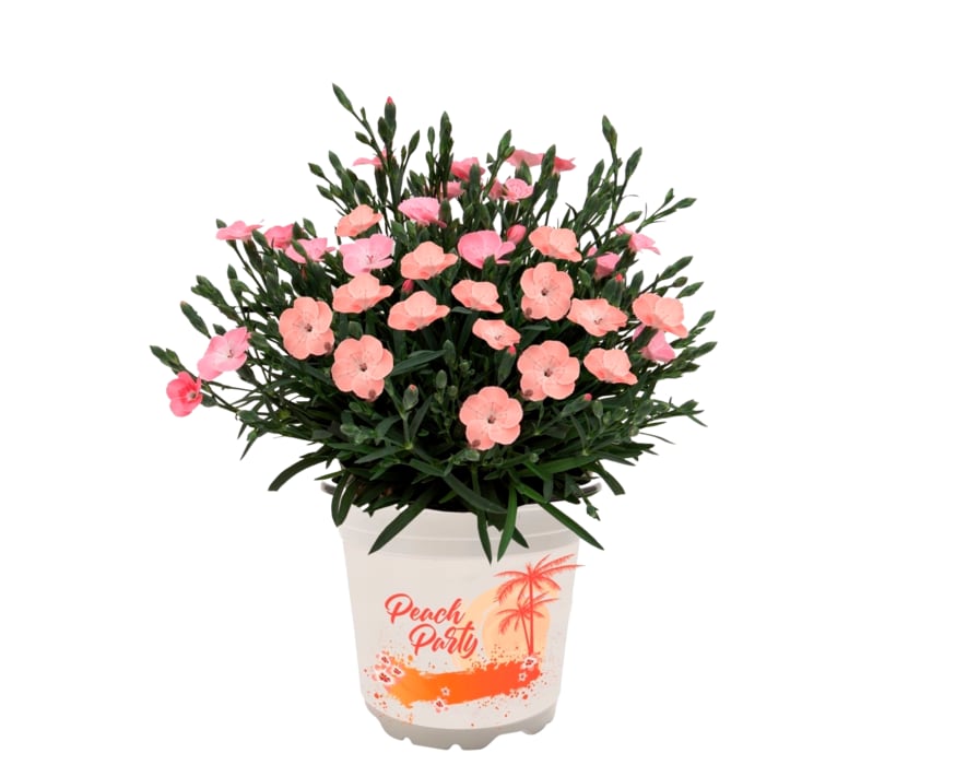 Nelken-Mix „DiaDeur"oder „Peach Party" Nelken-Mix