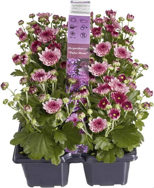 ¹Chrysanthemen multiflora 